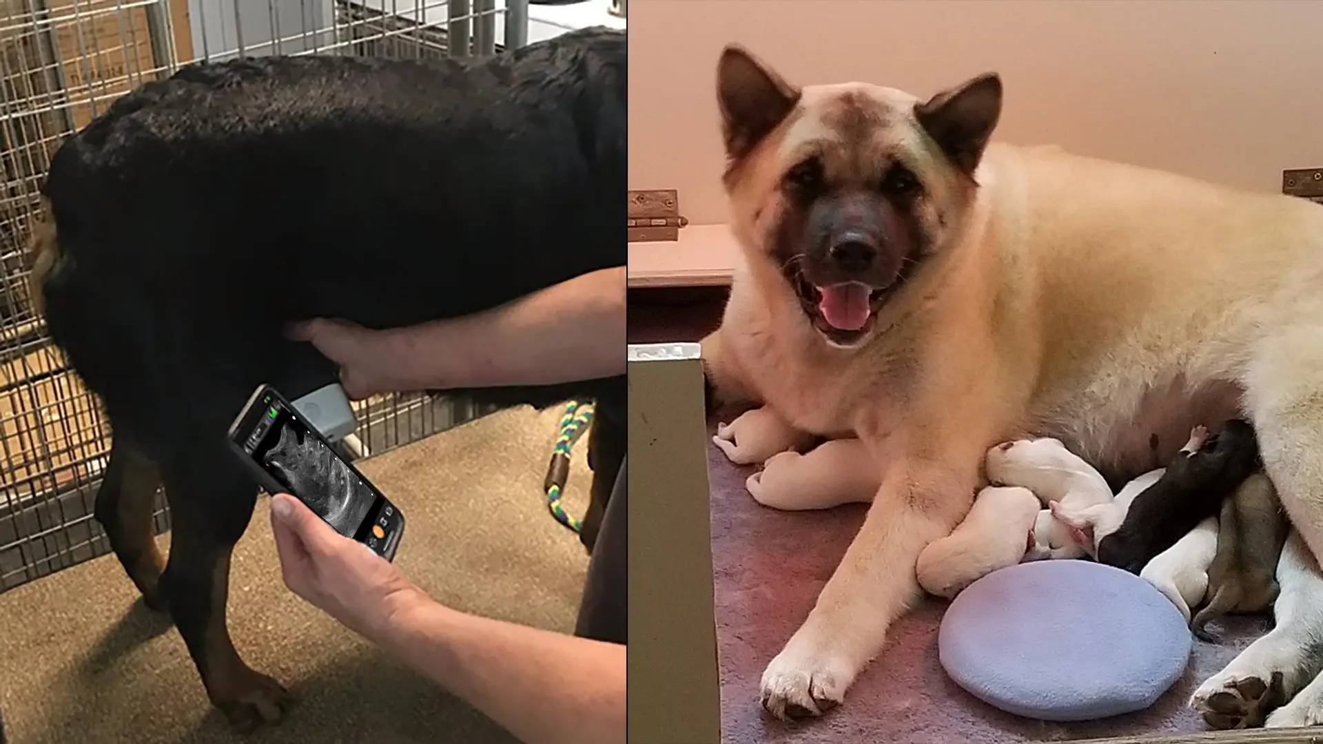 Seasoned Veterinarian Manages Dog Pregnancies with Clarius Ultrasound