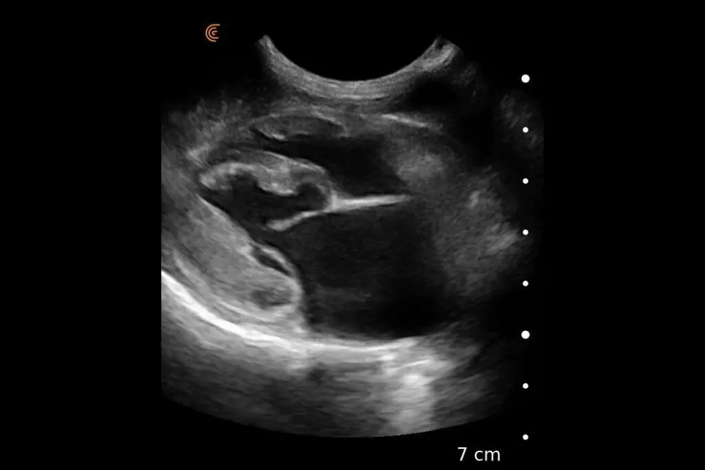 Canine Cardiac