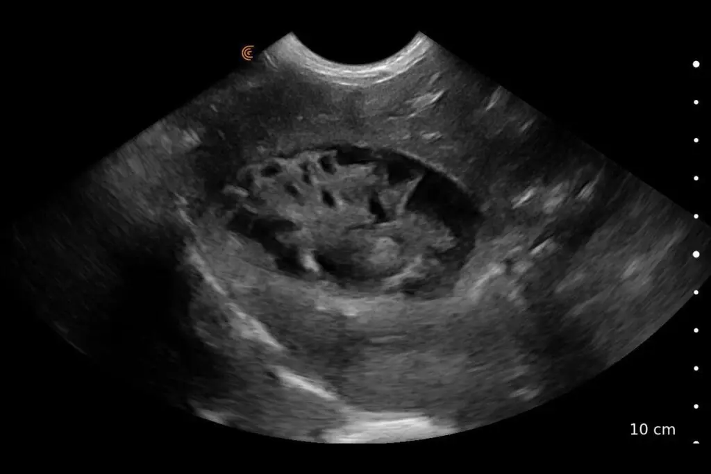 Canine Kidney
