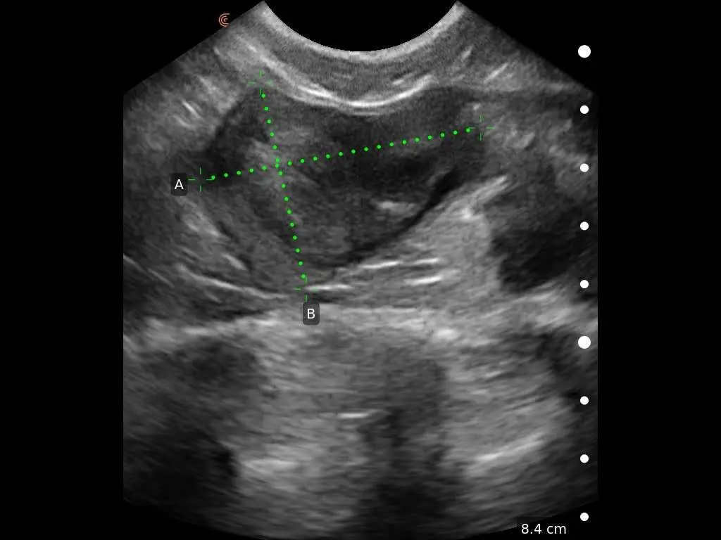 Feline Bladder