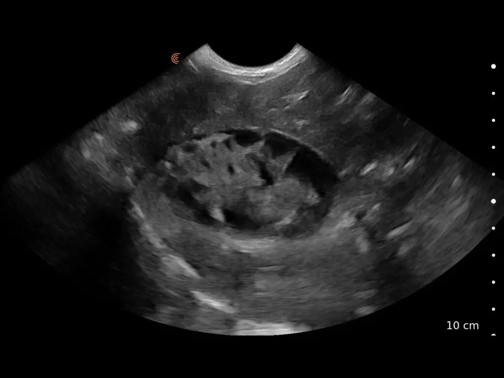 Canine Kidney Paw