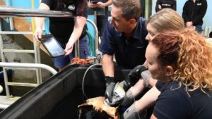 Aquatic Veterinarian Performs Ultrasound Exams on Sharks