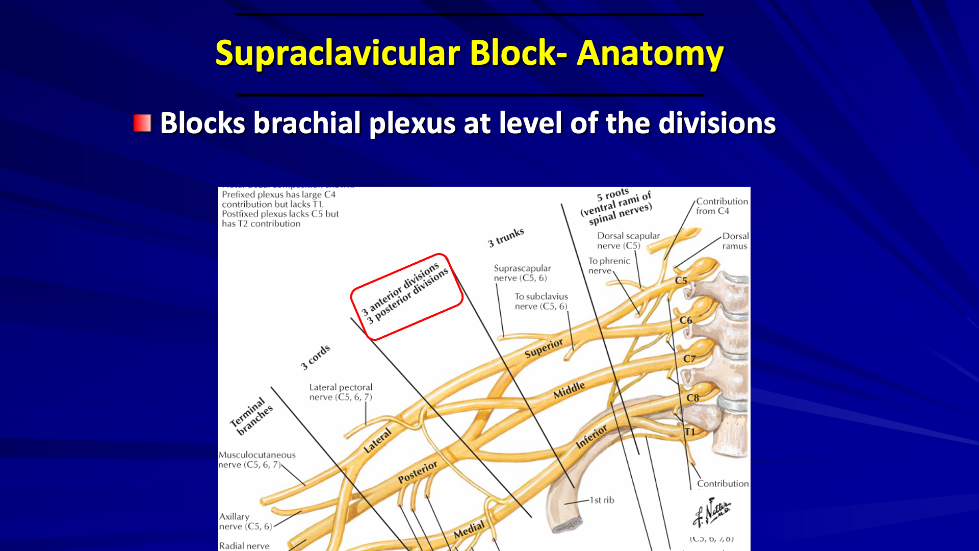 Supraclavicular Nerve Block Coverage