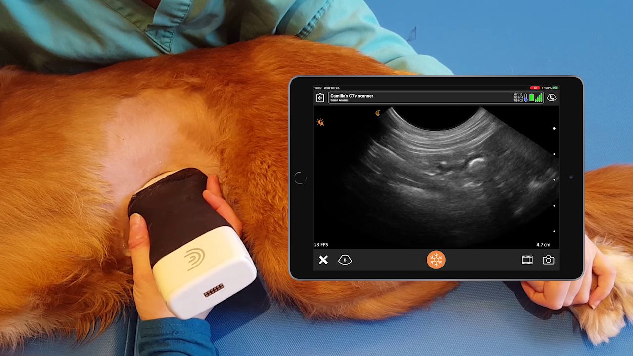 Practical Small Animal Ultrasound AFAST Scanning Techniques Clarius