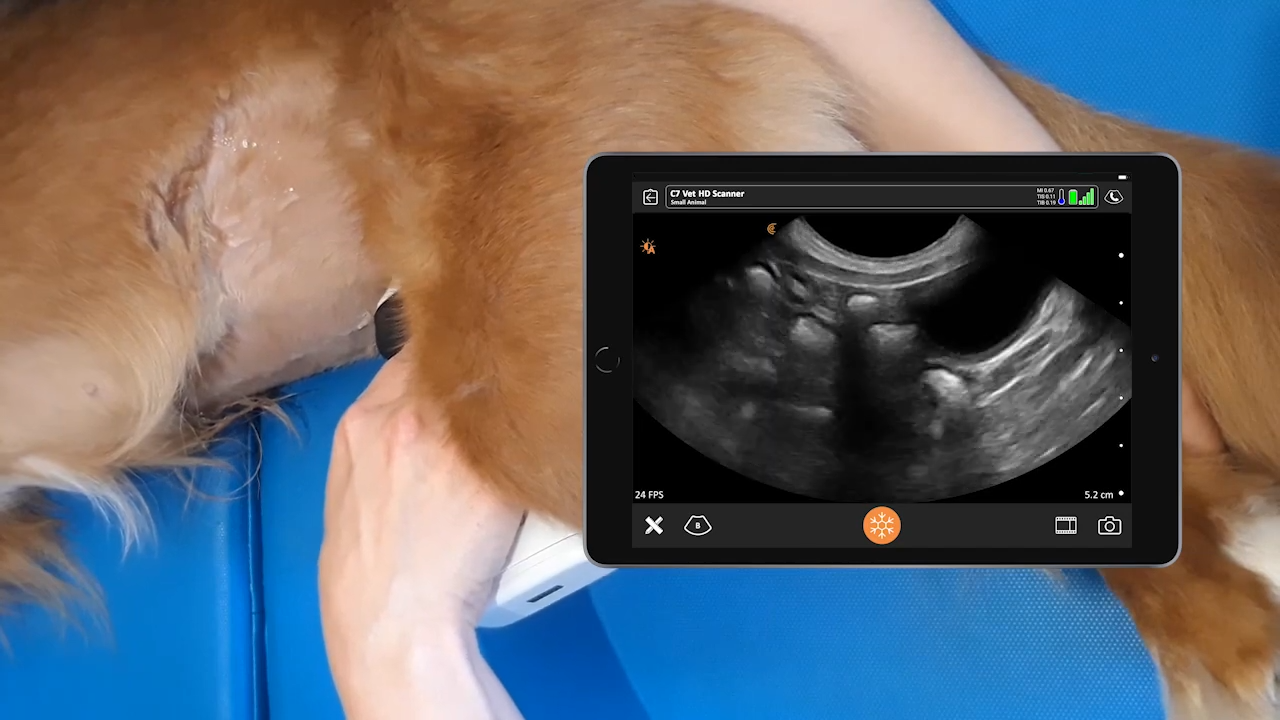 Veterinary Abdominal FAST Clarius Mobile Health