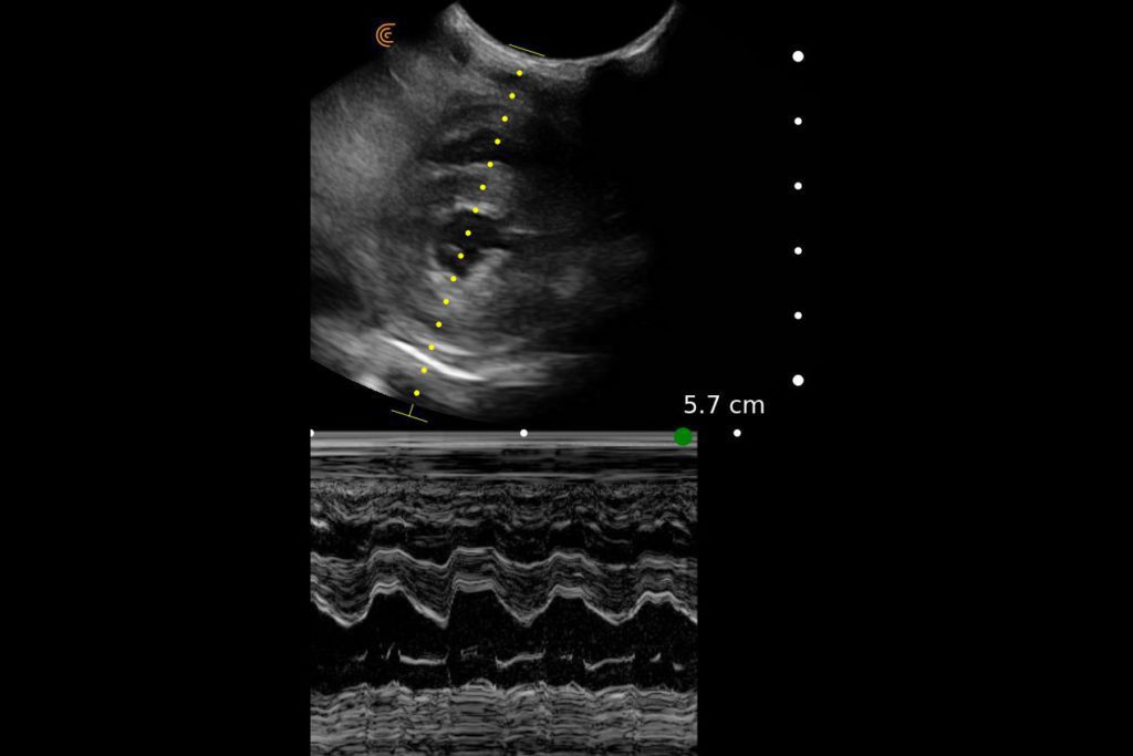 Canine Cardiac with M-Mode