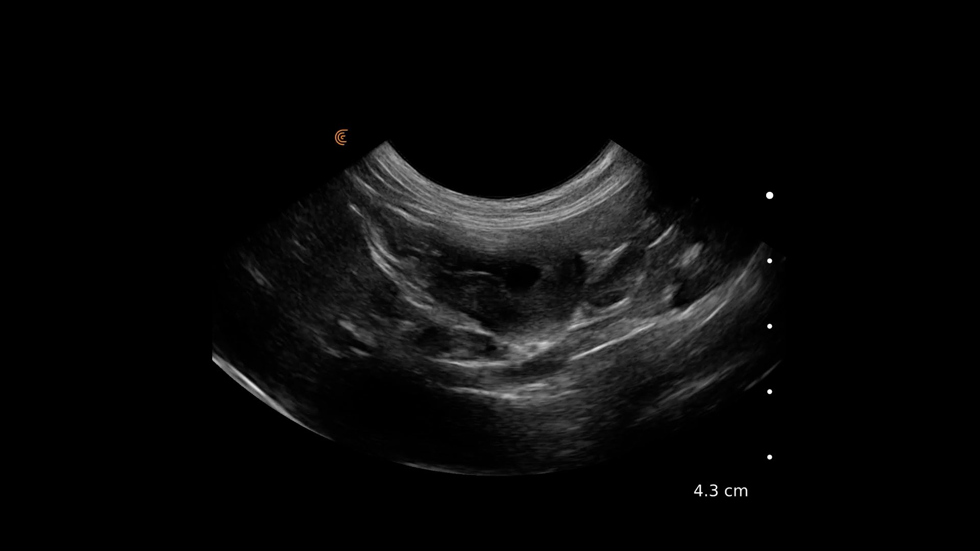 feline-stomach-mass-clarius